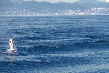 Çizgili yunus denizin dışına atlıyor.