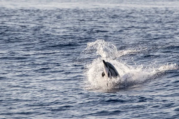 Pruhovaný Delfín Skákání Mimo Moře — Stock fotografie