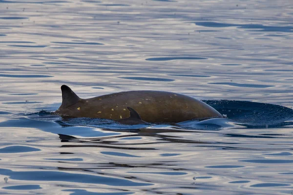 Nome Golfinho Baleia Cuvier Ultra Rara Para Ver Mãe Bezerro — Fotografia de Stock