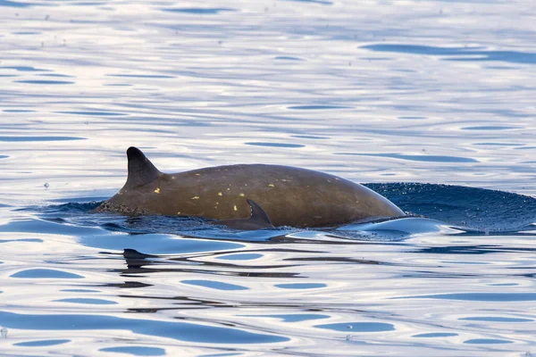 Nom Dauphin Baleine Cuvier Ultra Rare Voir Mère Veau — Photo