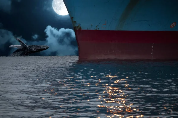 Baleia Jubarte Violando Noite Lua Cheia Fundo Oceano Pacífico Parte — Fotografia de Stock
