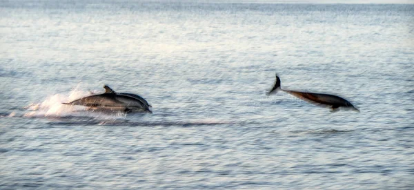 Flytta Effekt Randig Delfin Hoppa Utanför Havet Vid Solnedgången — Stockfoto