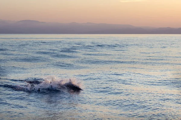 Delfín Rayado Saltando Fuera Del Mar Atardecer —  Fotos de Stock