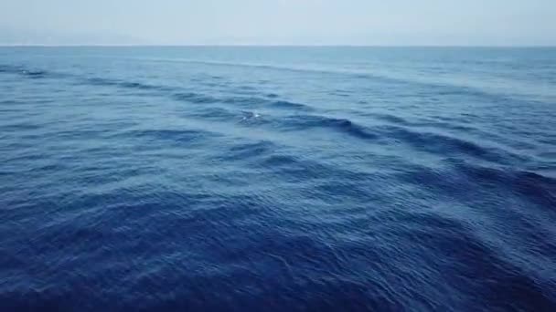 pruhované delfíni při skákání v hlubokém modrém moři letecké video záběry drone