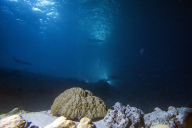 Alimatha Maldivleri sahasında gece hemşire köpekbalığı ile dalış