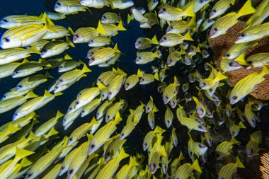 Dalış Maldivler süre sarı Snapper Lutjanidae Okulu