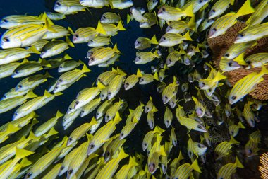 school of yellow Snapper Lutjanidae while diving maldives clipart