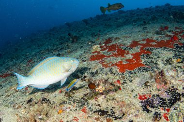 Hint Maldivler okyanusunda dalarken papağan balığı portresi