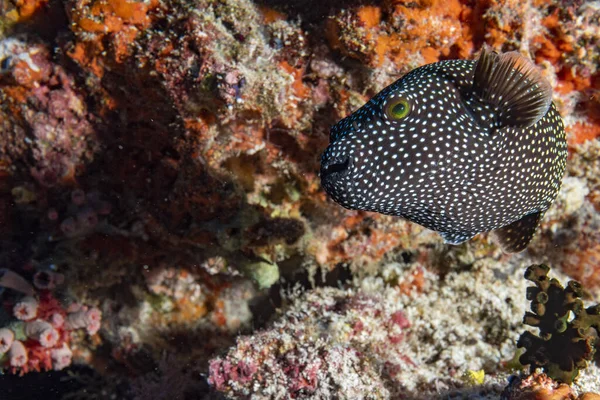 Porträt Eines Kugelfisches Aus Nächster Nähe — Stockfoto