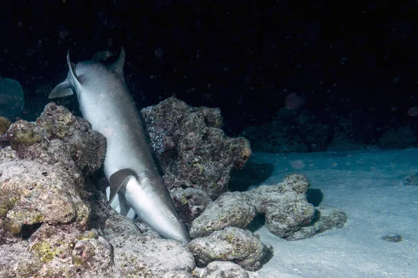 Nurse Shark Närbild Svart Bakgrund Medan Dykning Maldiverna — Stockfoto