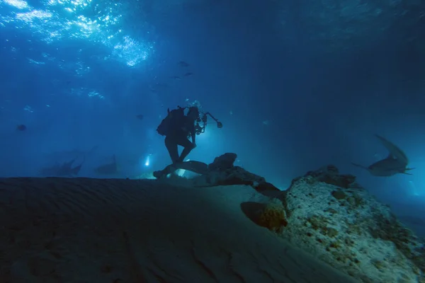 diving with nurse shark at night on alimatha maldives site