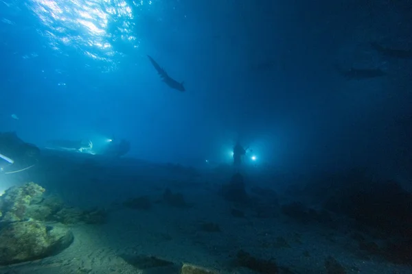 Buceo Con Tiburón Nodriza Por Noche Sitio Las Maldivas Alimatha —  Fotos de Stock