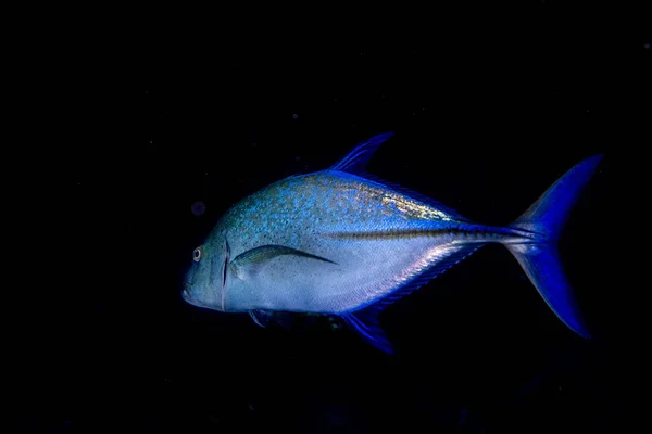 黒のナイト ダイビング背景ロウニンアジ類魚 — ストック写真