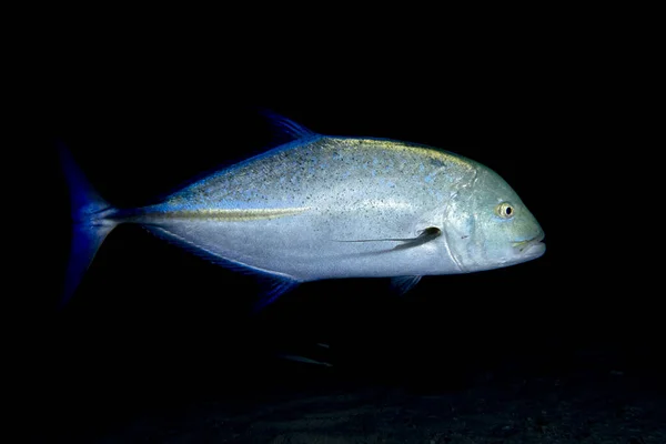 Giant Trevally Caranx Fish Black Night Dive Background — Stock Photo, Image