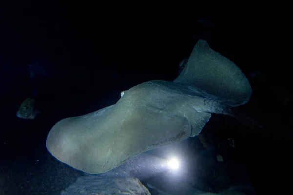 잠수중인 가오리 — 스톡 사진