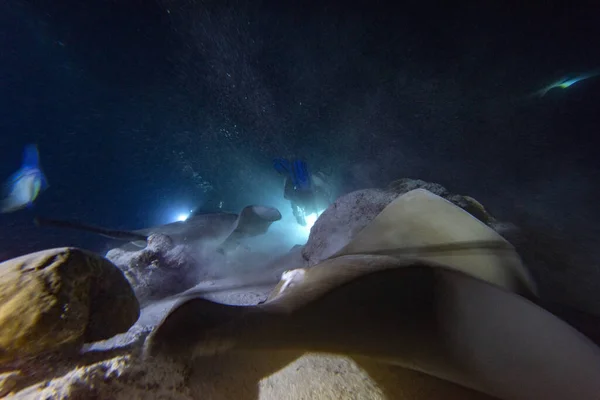 Buceo Con Tiburón Nodriza Rayo Picadura Por Noche Alimatha Maldivas —  Fotos de Stock