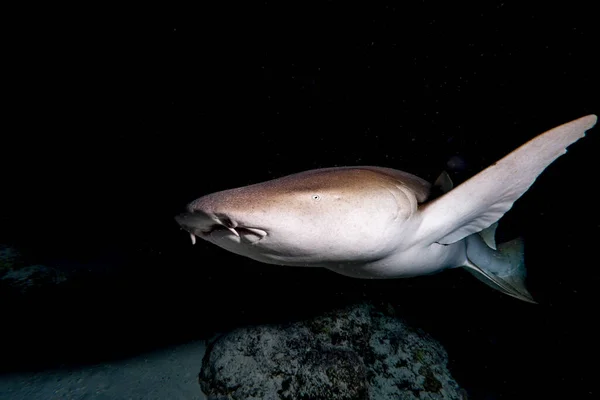 护士鲨关闭在黑色背景上在马尔代夫潜水时 — 图库照片