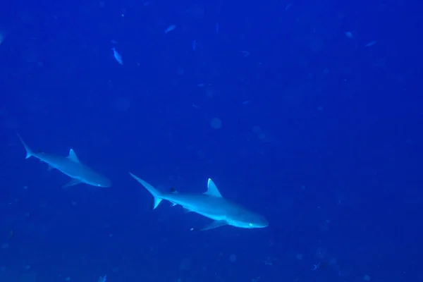 White Tip Reef Shark Jaws Close Portrait While Looking You — Stock Photo, Image