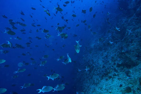 潜水中に青いトリガー魚の肖像画の学校 — ストック写真