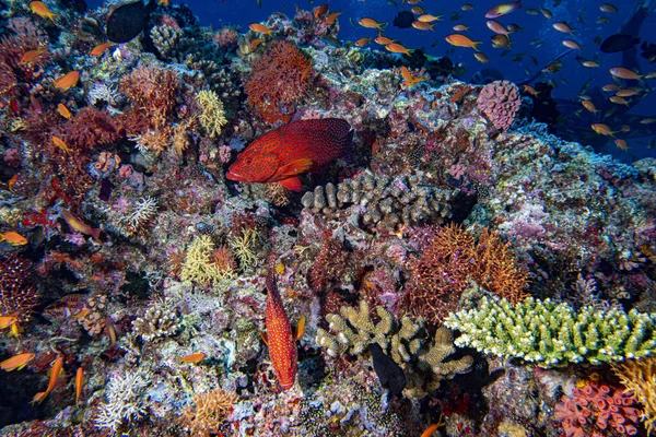 Mérou Rouge Coloré Océanique Sur Fond Récif — Photo