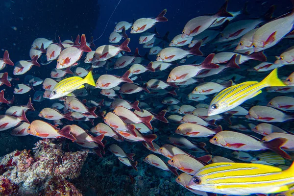 Škola Žlutých Snapper Lutjanidae Při Potápění Maledivy — Stock fotografie