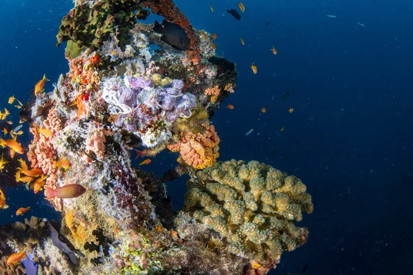 Corales Creciendo Naufragio Del Barco Bajo Agua Mientras Bucea —  Fotos de Stock