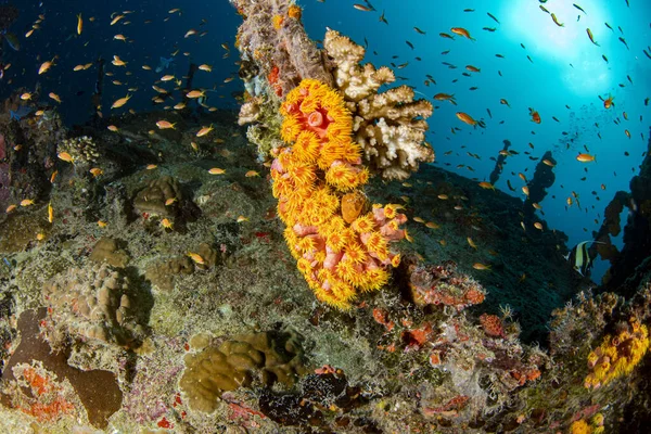 Corais Crescendo Naufrágio Navio Subaquático Enquanto Mergulhando — Fotografia de Stock