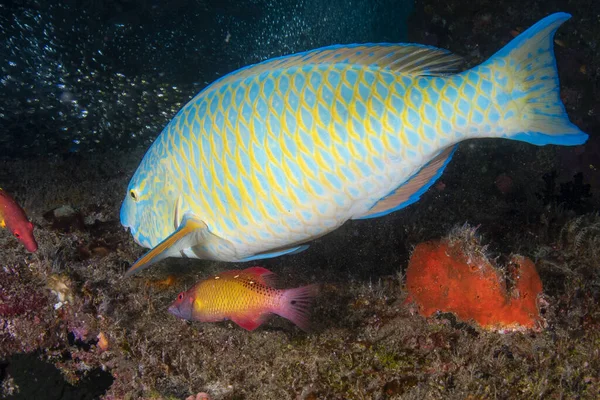 Parrot Fish Portrait While Diving Indian Ocean Maldives Close — Stock Photo, Image