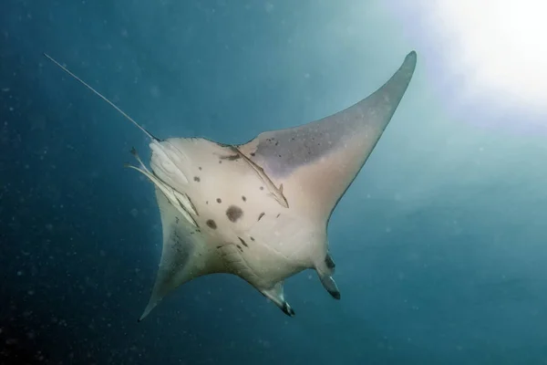 Manta Fundo Azul Enquanto Mergulha Maldivas — Fotografia de Stock