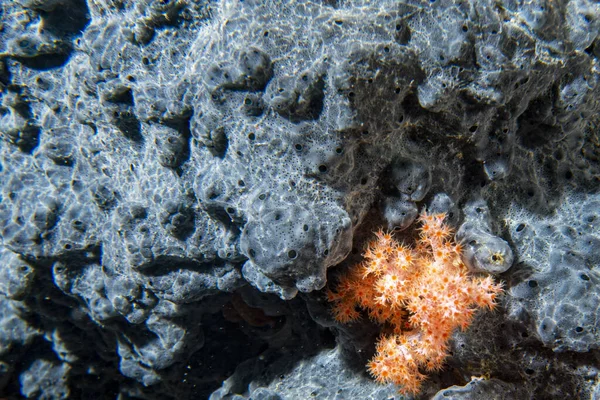 Γκρι Γιγαντιαίο Σφουγγάρι Στο Μπλε Φόντο Raja Ampat Παπούα Ινδονησία — Φωτογραφία Αρχείου