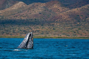 Mavi denizin dışında casusluk yaparken hoplayan gri balina