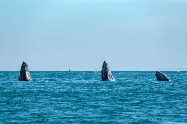 Baleia Cinzenta Enquanto Salta Espionagem Fora Mar Azul — Fotografia de Stock