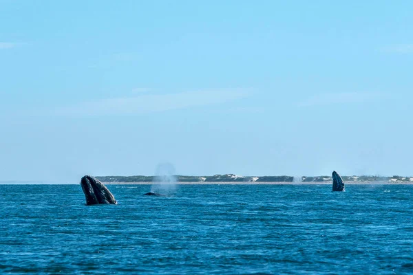 Baleia Cinzenta Enquanto Salta Espionagem Fora Mar Azul — Fotografia de Stock