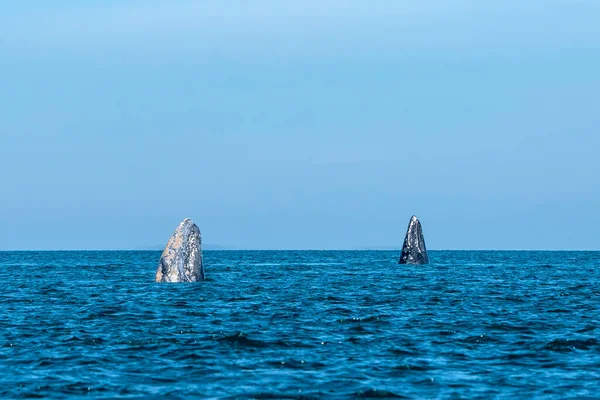 Ballena Gris Mientras Salta Espiando Fuera Del Mar Azul — Foto de Stock