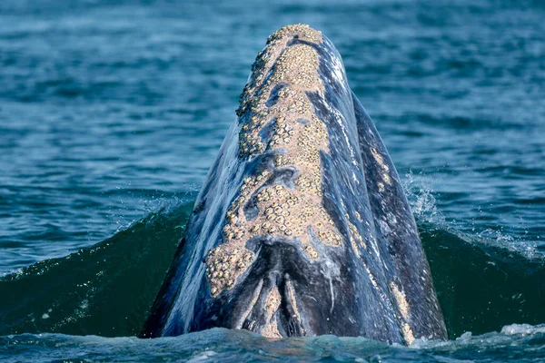 Šedá Velryba Při Skákání Špehování Mimo Modré Moře — Stock fotografie