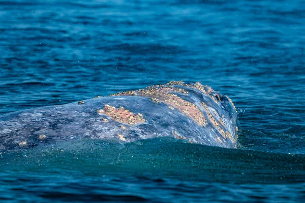 Balena Grigia Mentre Salta Spiando Fuori Dal Mare Blu — Foto Stock
