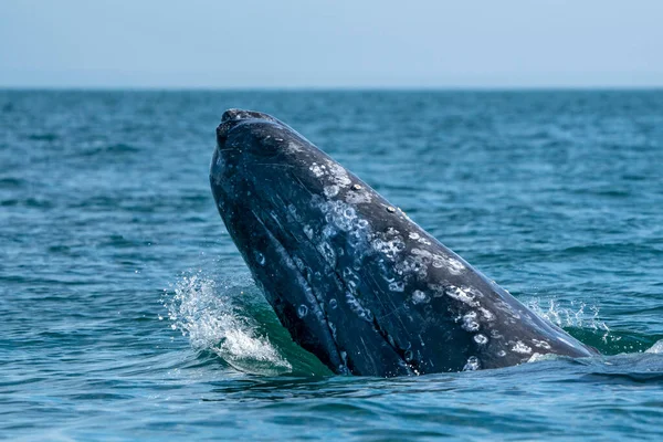 Grijze Walvis Tijdens Het Springen Spioneren Buiten Blauwe Zee — Stockfoto