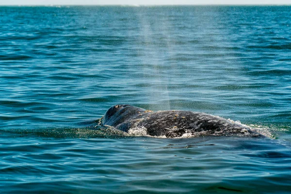 자세하게 말하는 흰긴수염고래 — 스톡 사진