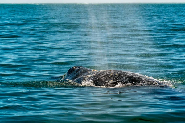 Ballena Gris Mientras Sopla Detalle —  Fotos de Stock