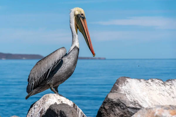 Pelicano Loreto México Baja Califórnia Uma Rocha — Fotografia de Stock
