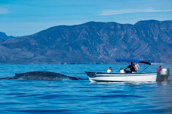 Observação Baleias Azuis Baja California México — Fotografia de Stock