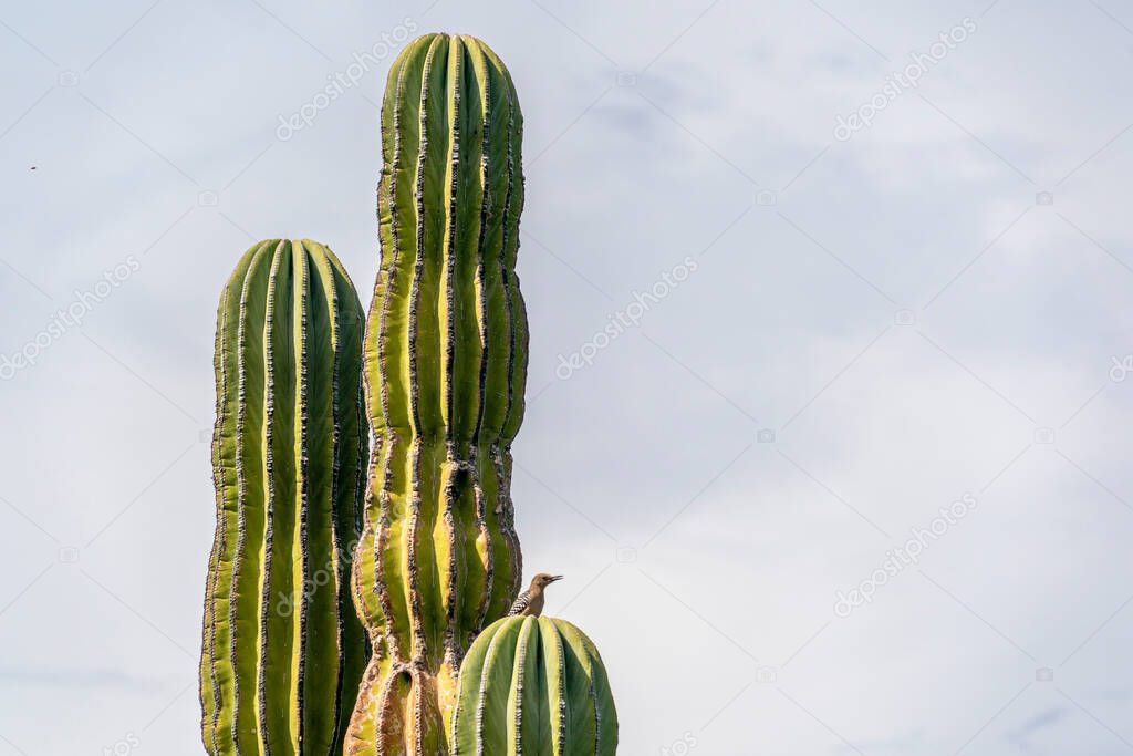 small bied on Baja california desert cactus detail