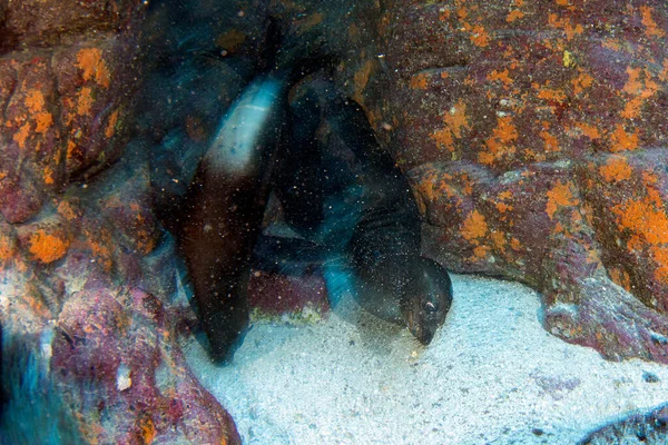 갈라파고스에서 속으로 바다사자 바다표범 당신에게 카메라로 움직이는 — 스톡 사진
