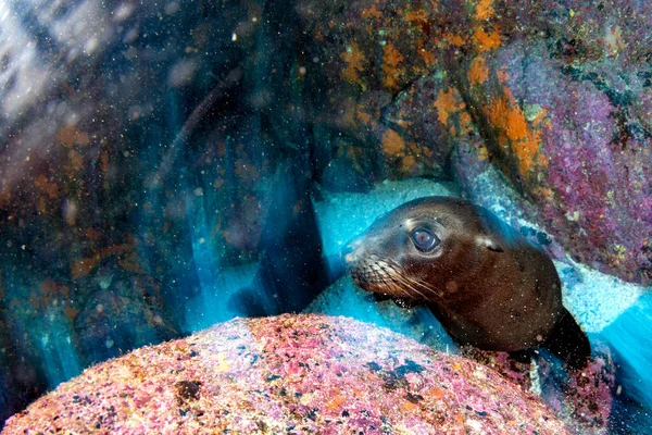 ガラパゴスの水中にアシカのシールが付いたカメラのツイスト効果を動かすと — ストック写真