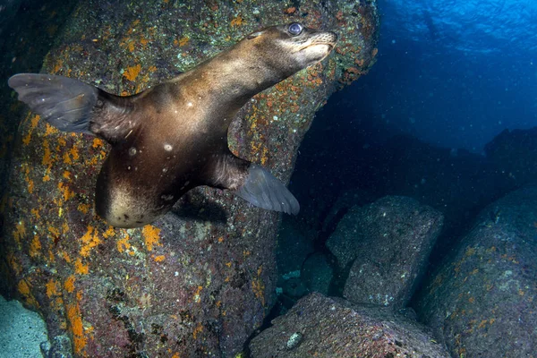 Puppy Zeeleeuw Zeehond Komt Naar Onder Water Cortez Zee Mexico — Stockfoto