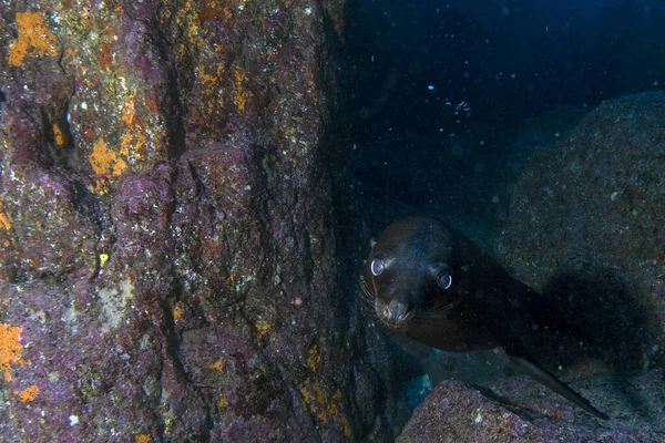 Welpe Seelöwe Robbe Kommt Ihnen Unter Wasser Cortez Meer Mexiko — Stockfoto