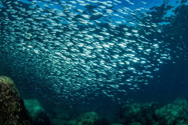 Pruhovaný Marlín Mořský Lev Lov Sardinkách Běh Návnada Míč Pacifiku — Stock fotografie