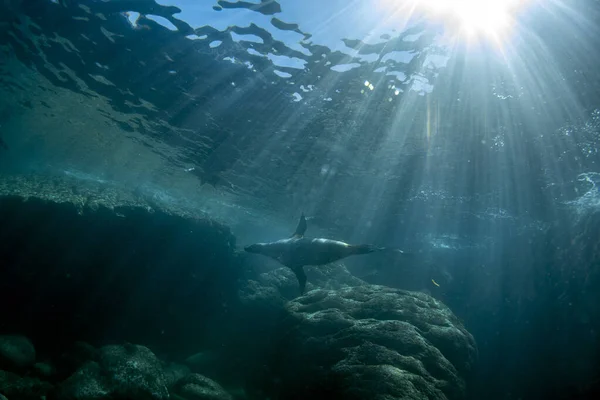 Cucciolo Foca Leone Marino Arrivo Sott Acqua Cortez Mare Messico — Foto Stock