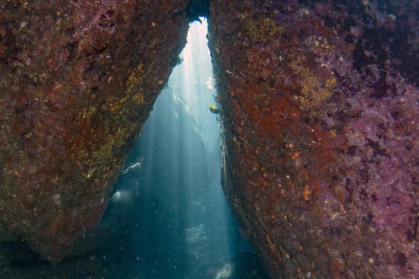 Valp Sjölejon Tätning Kommer Till Dig Vatten Cortez Havet Mexico — Stockfoto