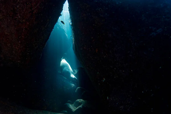 Щенок Морской Львиный Тюлень Идет Водой Кортез Море Мексико — стоковое фото